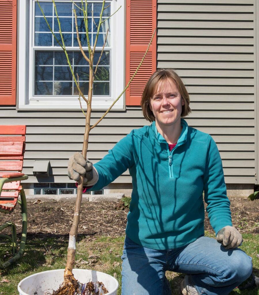 Image shows Emily Steinwehe planting a peach tree in a customer's front yard in Madison, Wisconsin.