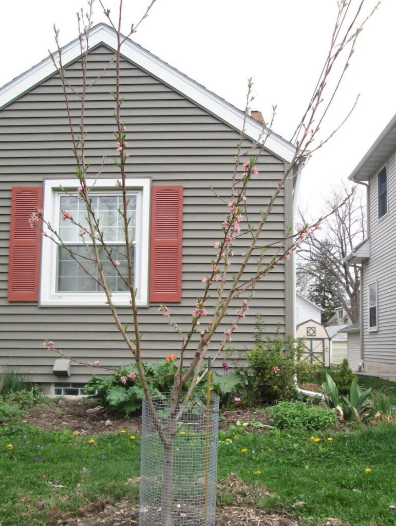 Photo of a peach tree after one year of growth. People are often surprised that you can grow peaches in Southern Wisconsin. With a little care and protection, they often do very well. And pears have beautiful pink flowers every spring!